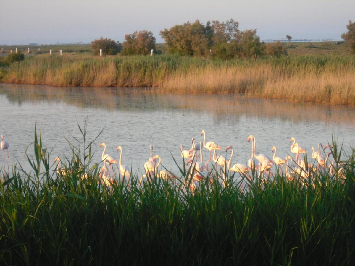 Chambre Les Flamants, Avec Vue Imprenable Sur Les Etangs, Les Oiseaux, La Nature, Petit Dejeuner Compris Saintes-Maries-de-la-Mer Exterior photo