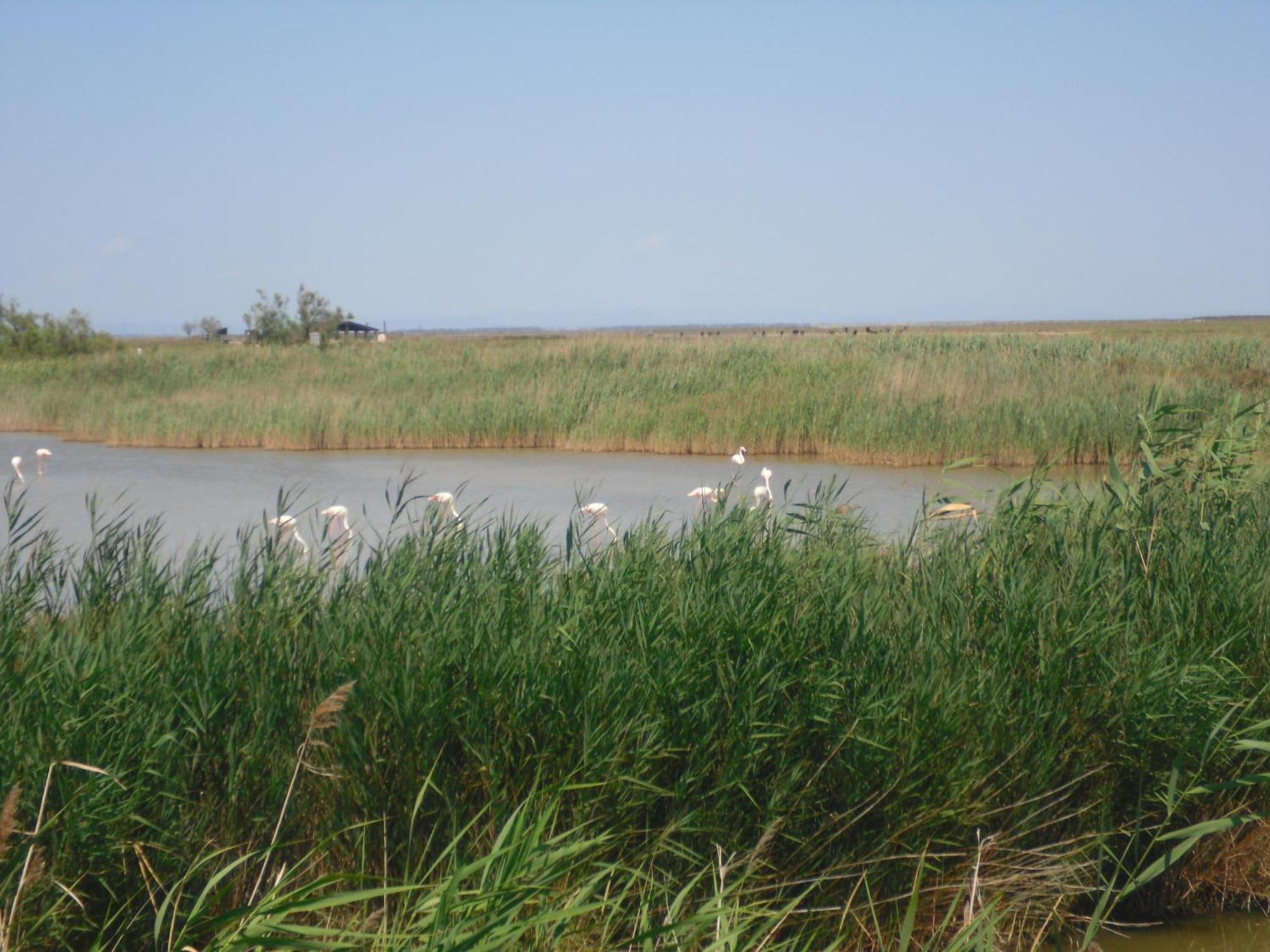 Chambre Les Flamants, Avec Vue Imprenable Sur Les Etangs, Les Oiseaux, La Nature, Petit Dejeuner Compris Saintes-Maries-de-la-Mer Exterior photo